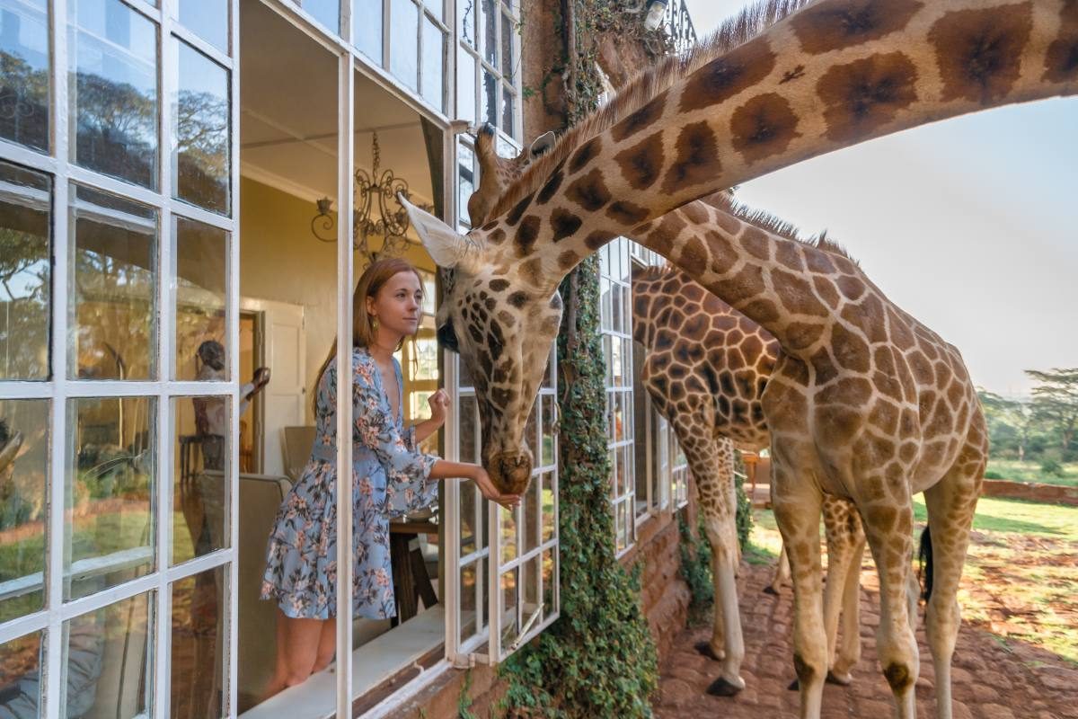 254H1661 - Giraffe Manor