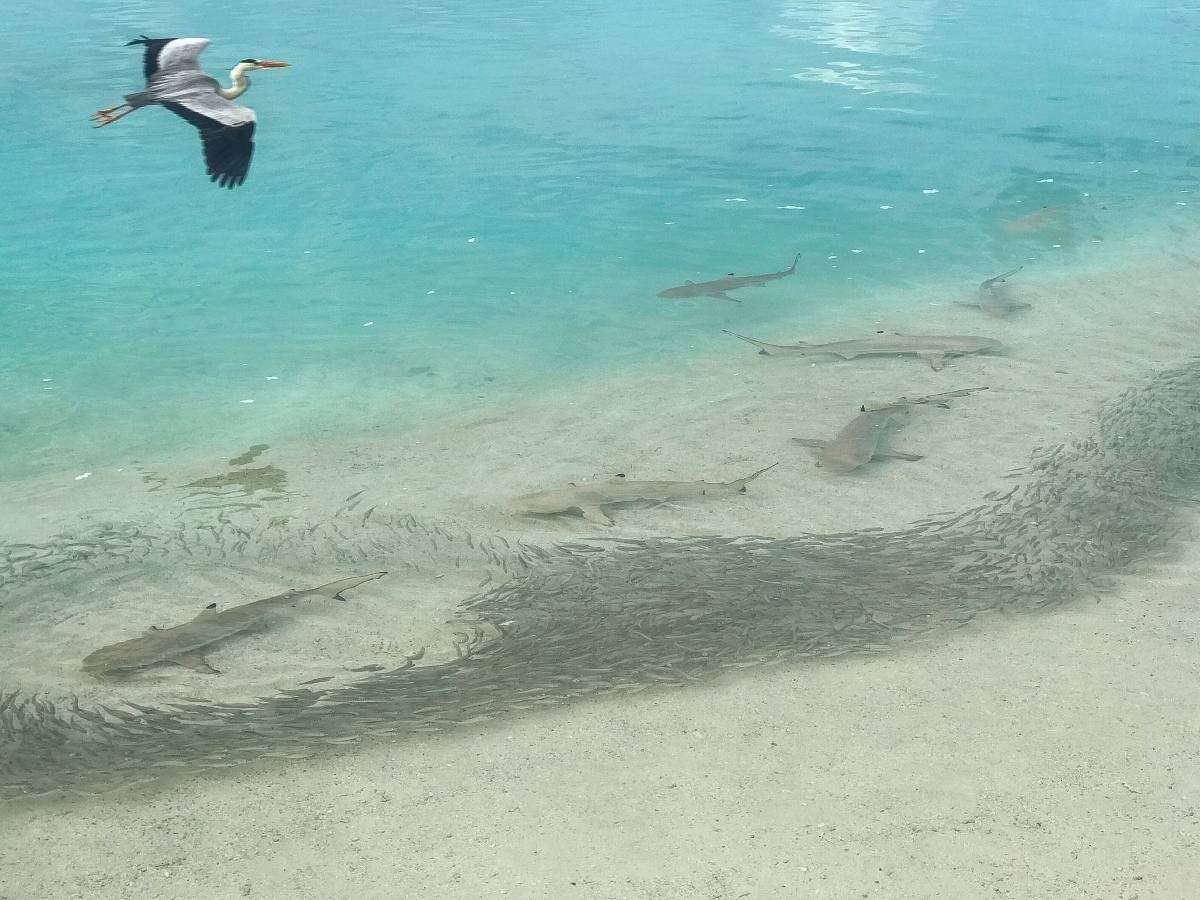 sharks Maldives