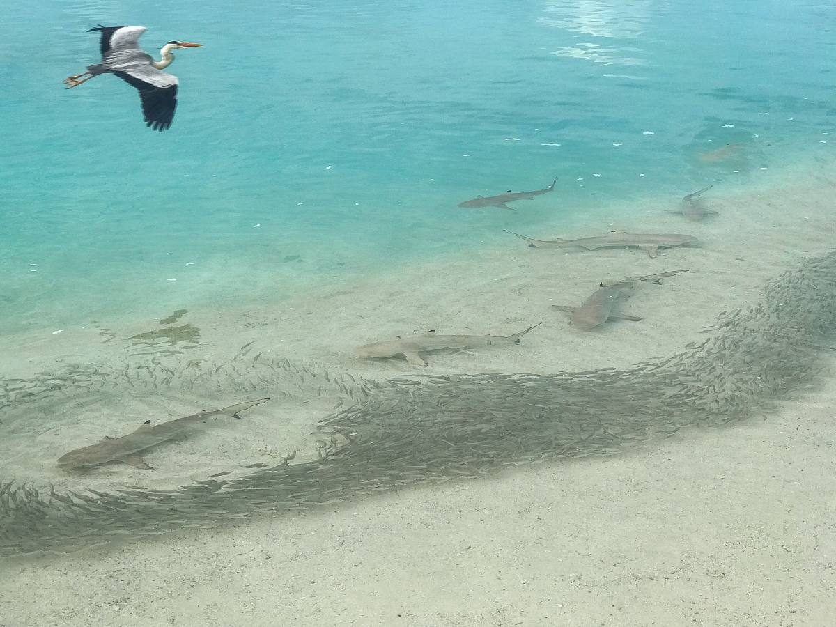 Reef sharks in the Maldives