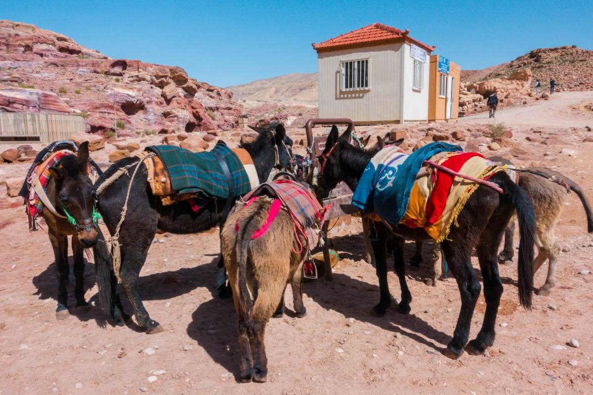 donkeys petra