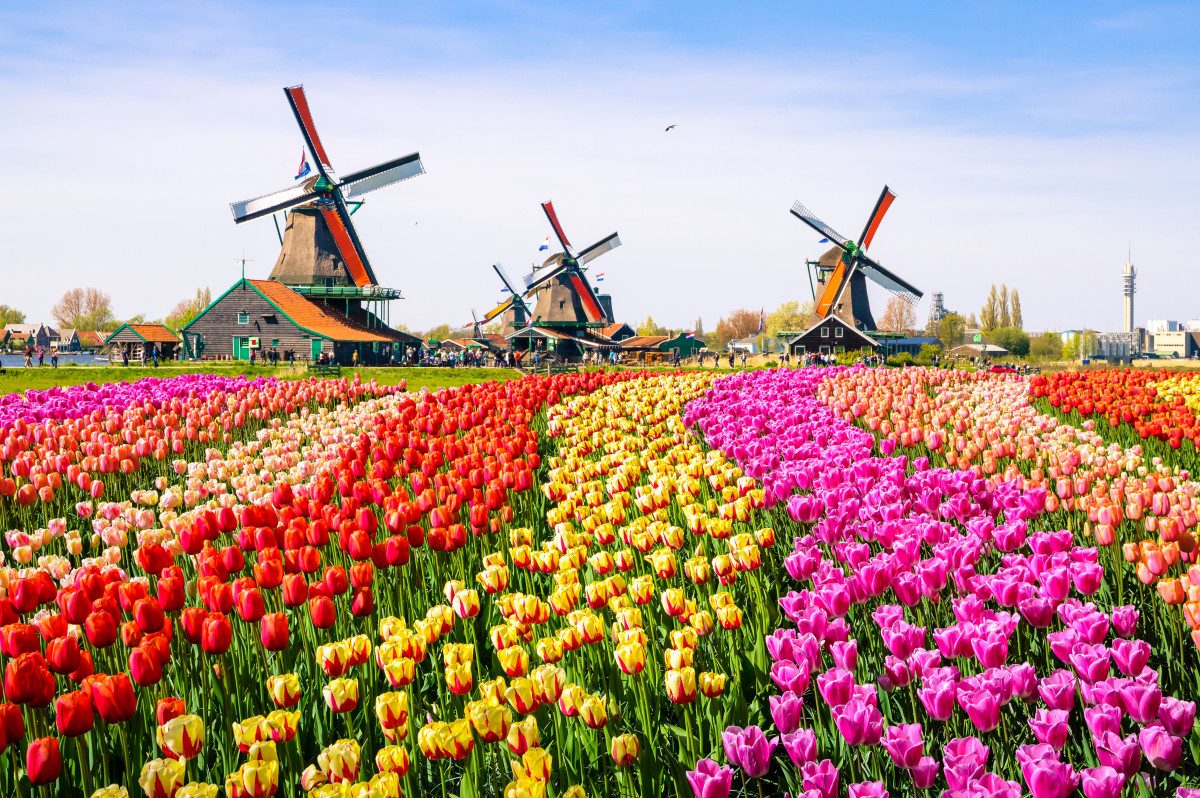 Dutch Tulips and Windmills