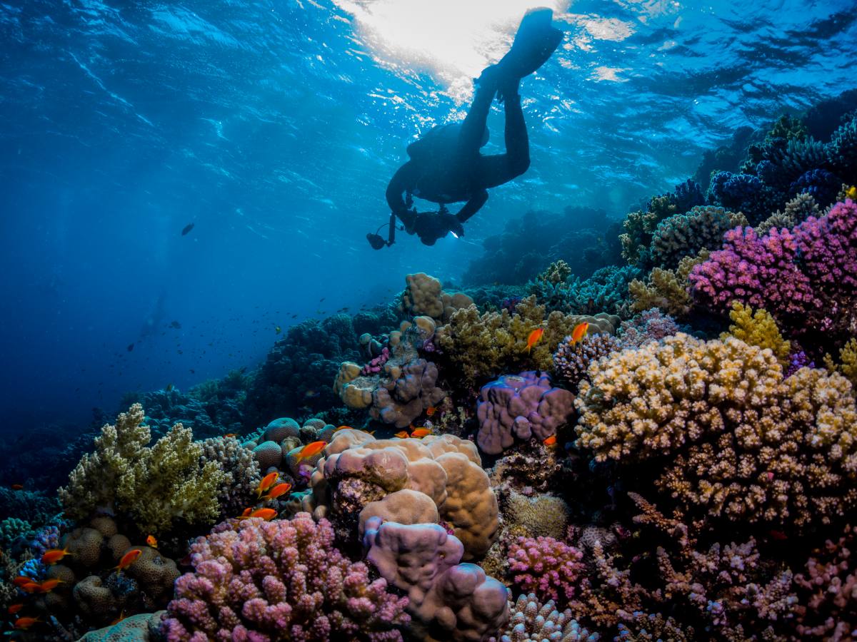 Why You Should Try Scuba Diving on Your Travels
