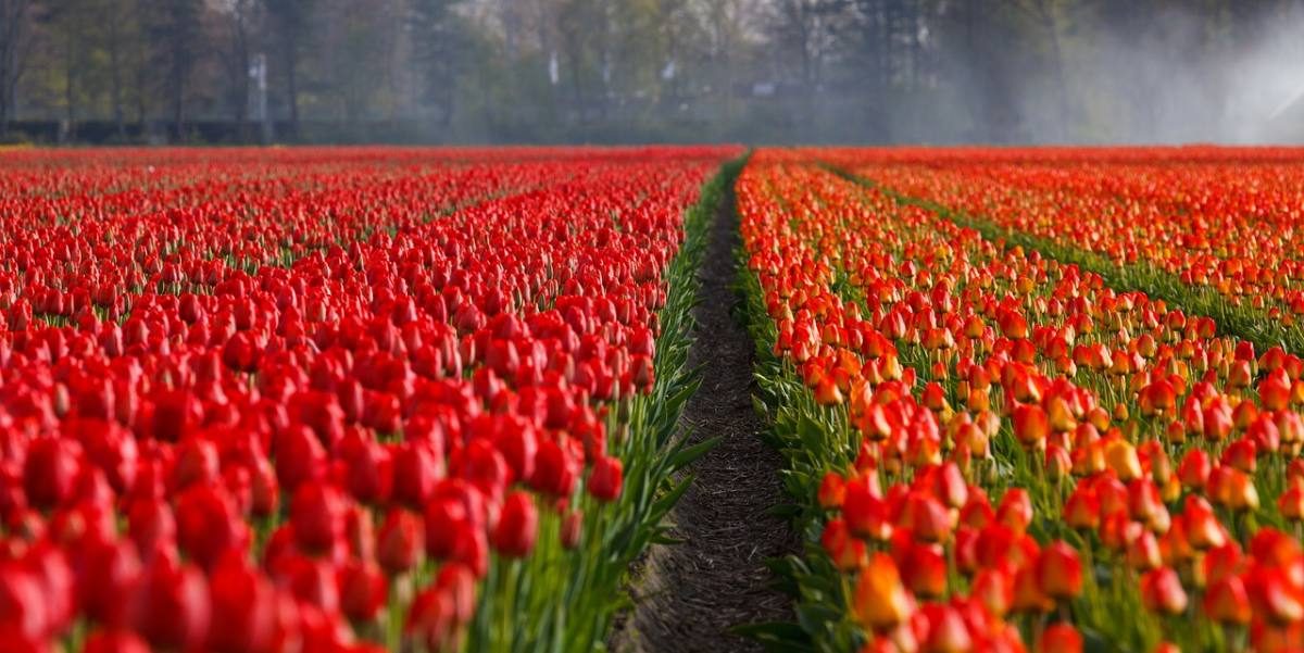tulips netherlands