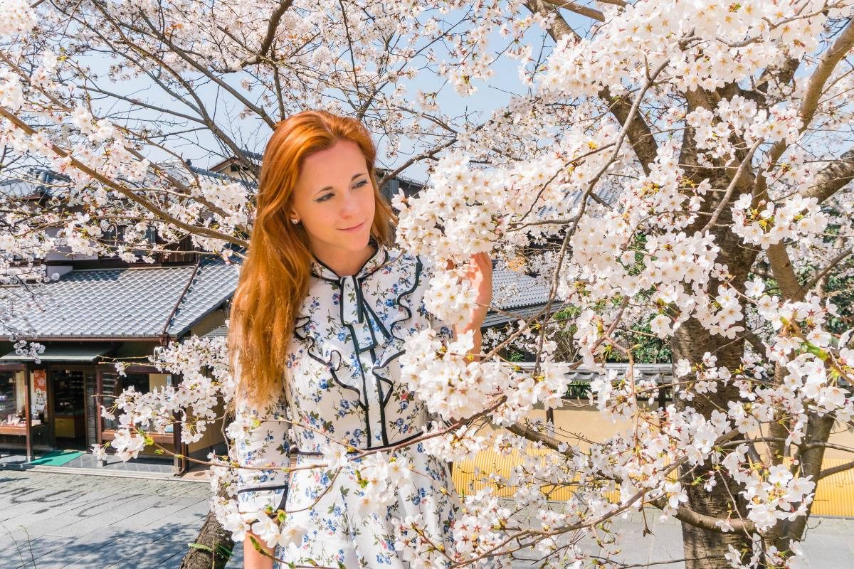 cherry blossoms japan, kyoto