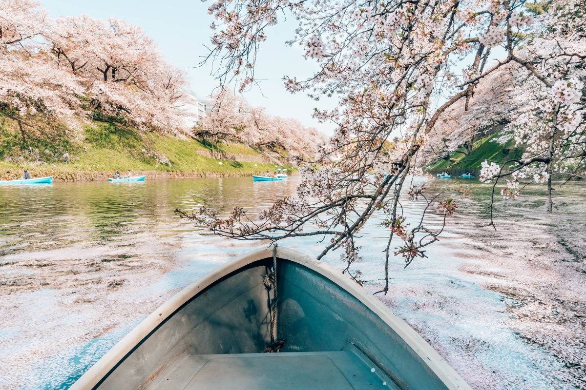 Tranquil view from a boat under cherry blossoms along Tokyo's riverside.
