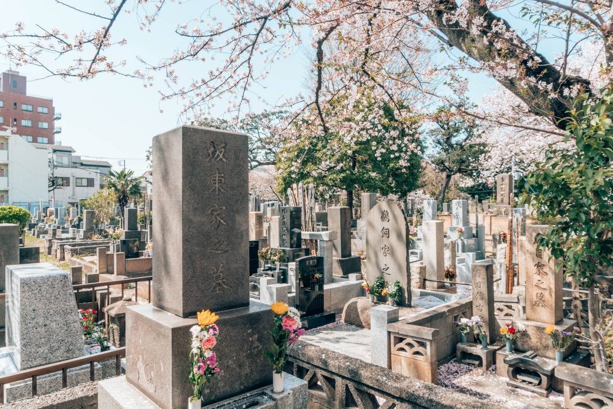 Serene cherry blossom trees blooming over a peaceful Tokyo cemetery.
