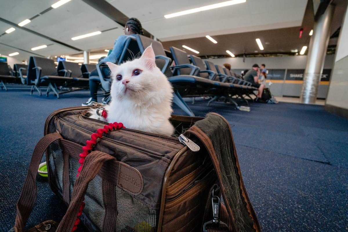 british airways travelling with a cat