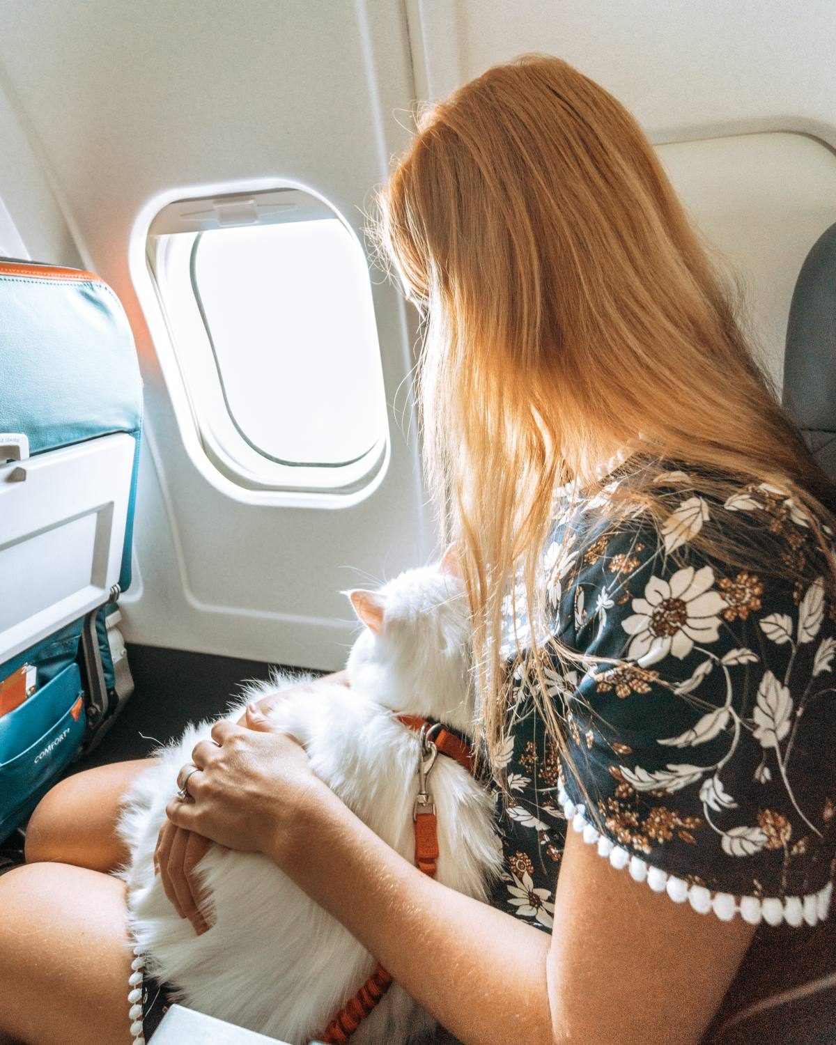 flying with a cat