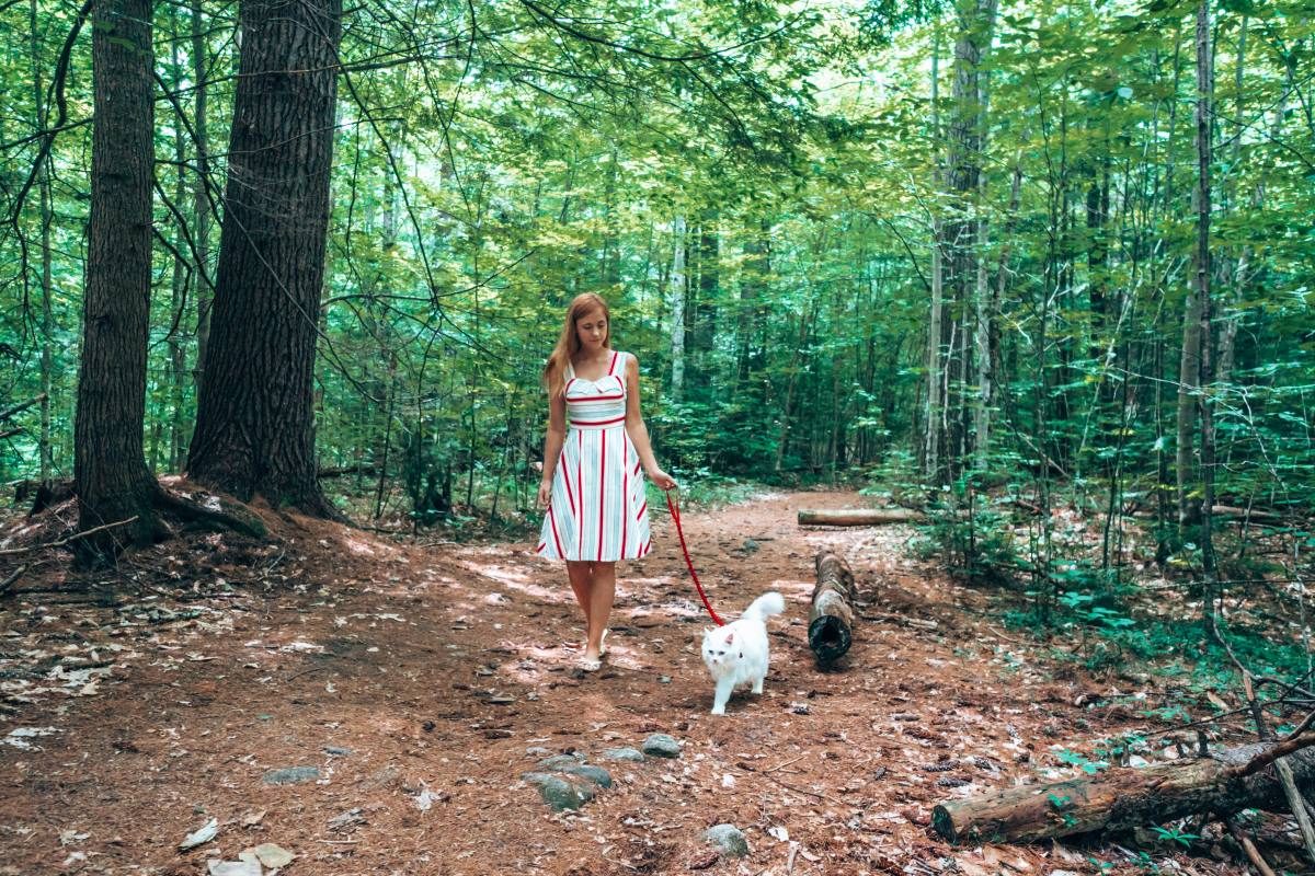 leash trained cat leash trained cat