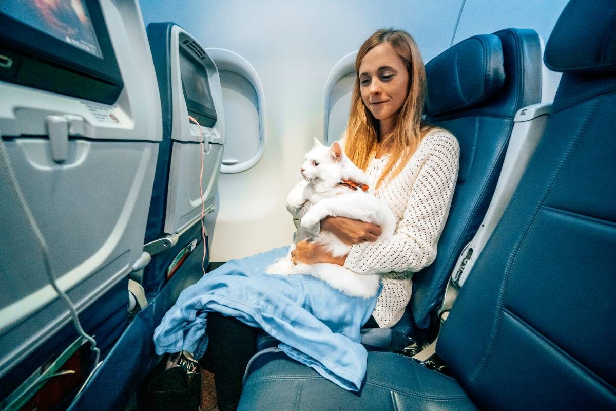 How To Take Two Cats On A Plane For Your Next Adventure - Travel Noire