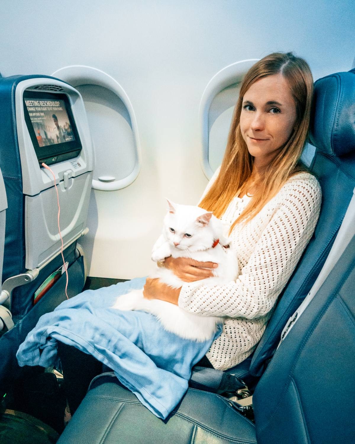 Cat on a plane