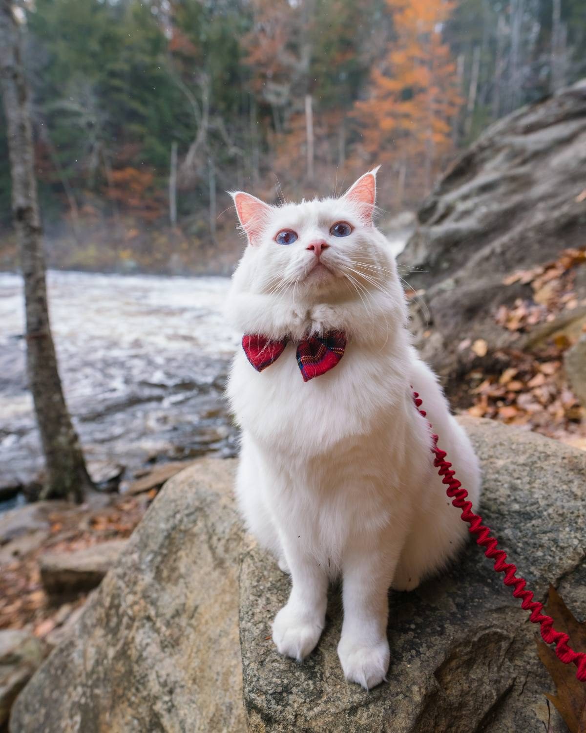 best cat harness