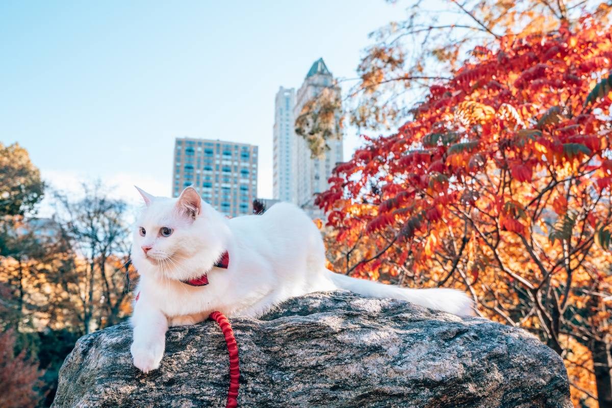 Ragdoll cat visiting Central Park in NYC