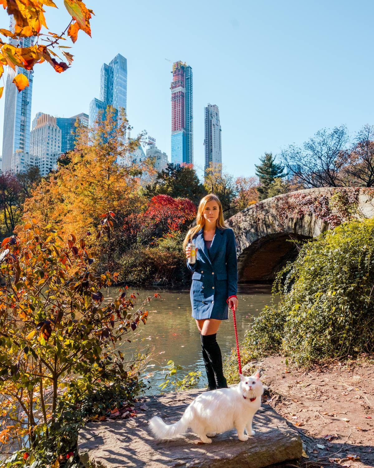 cat in central park