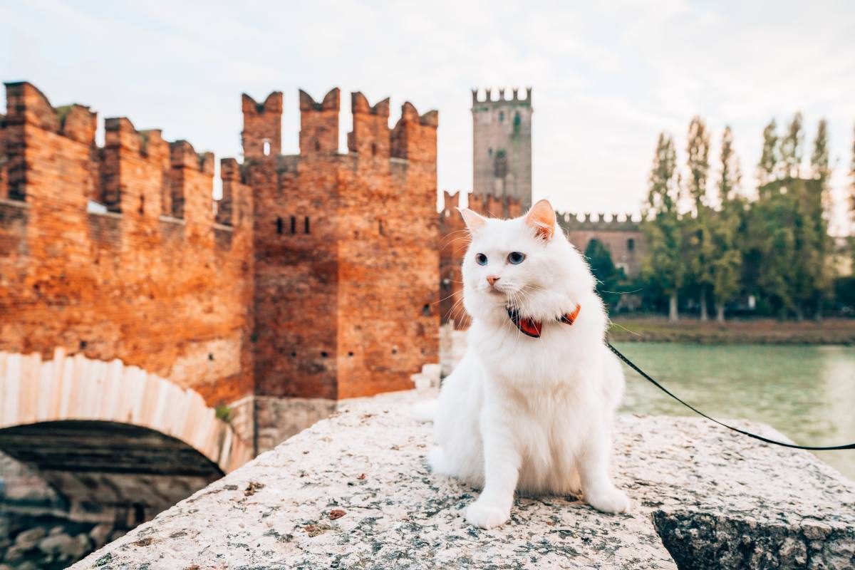 Travel with a Pet from the US to Europe