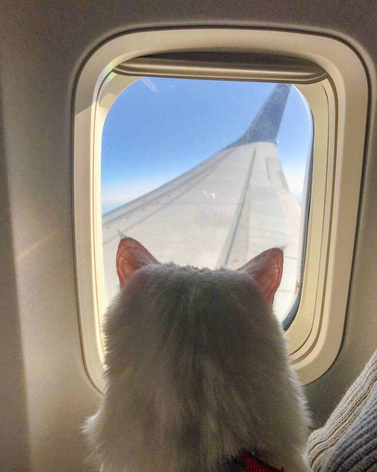 travelling with cats on plane uk