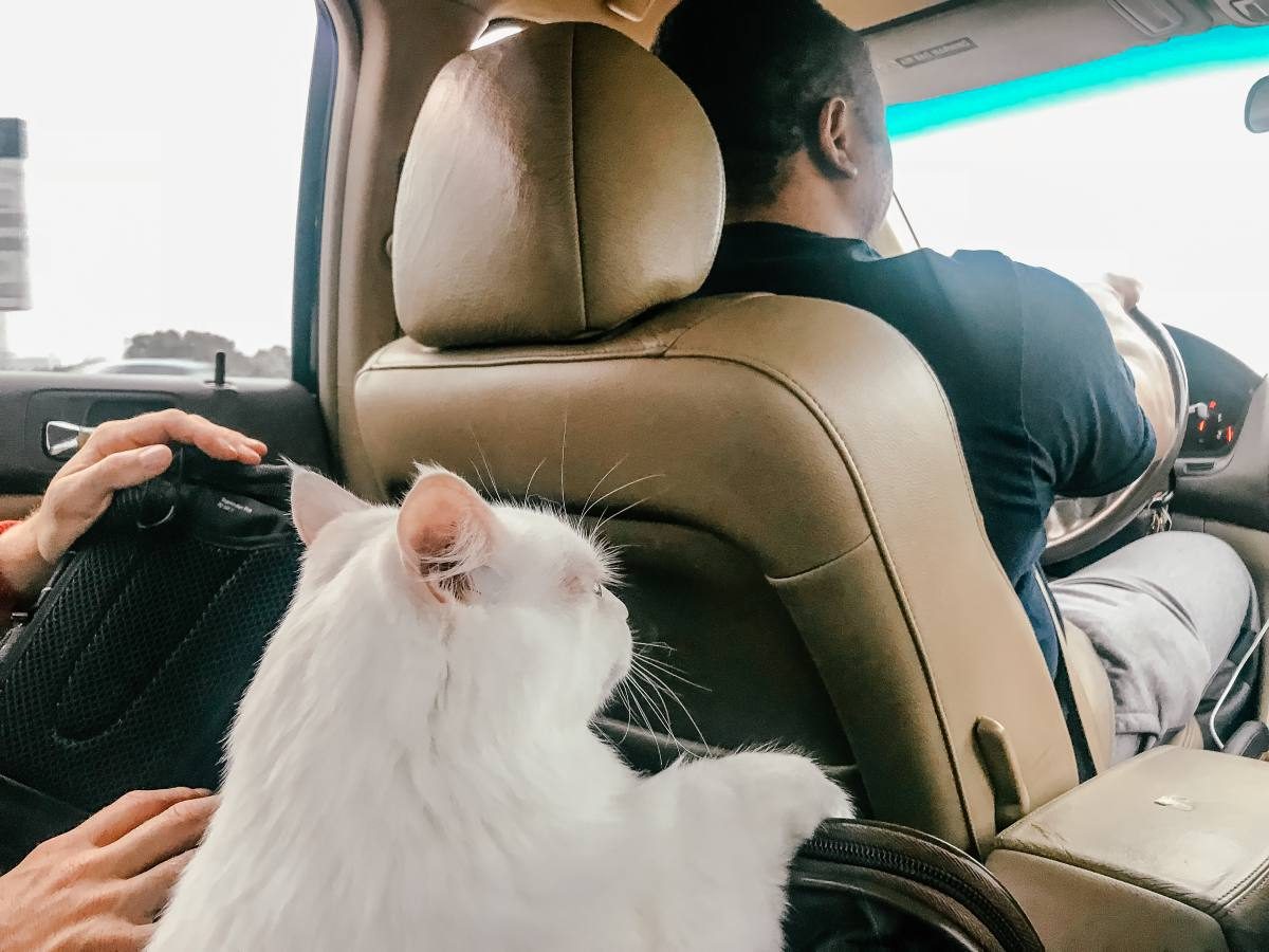 Traveling with hot sale your cat