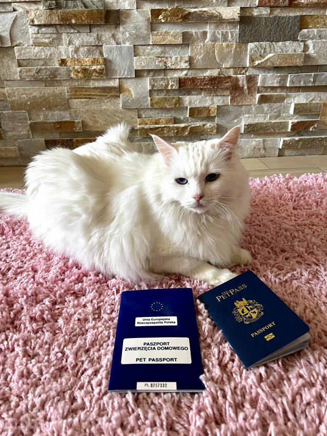 travel with your pet to europe