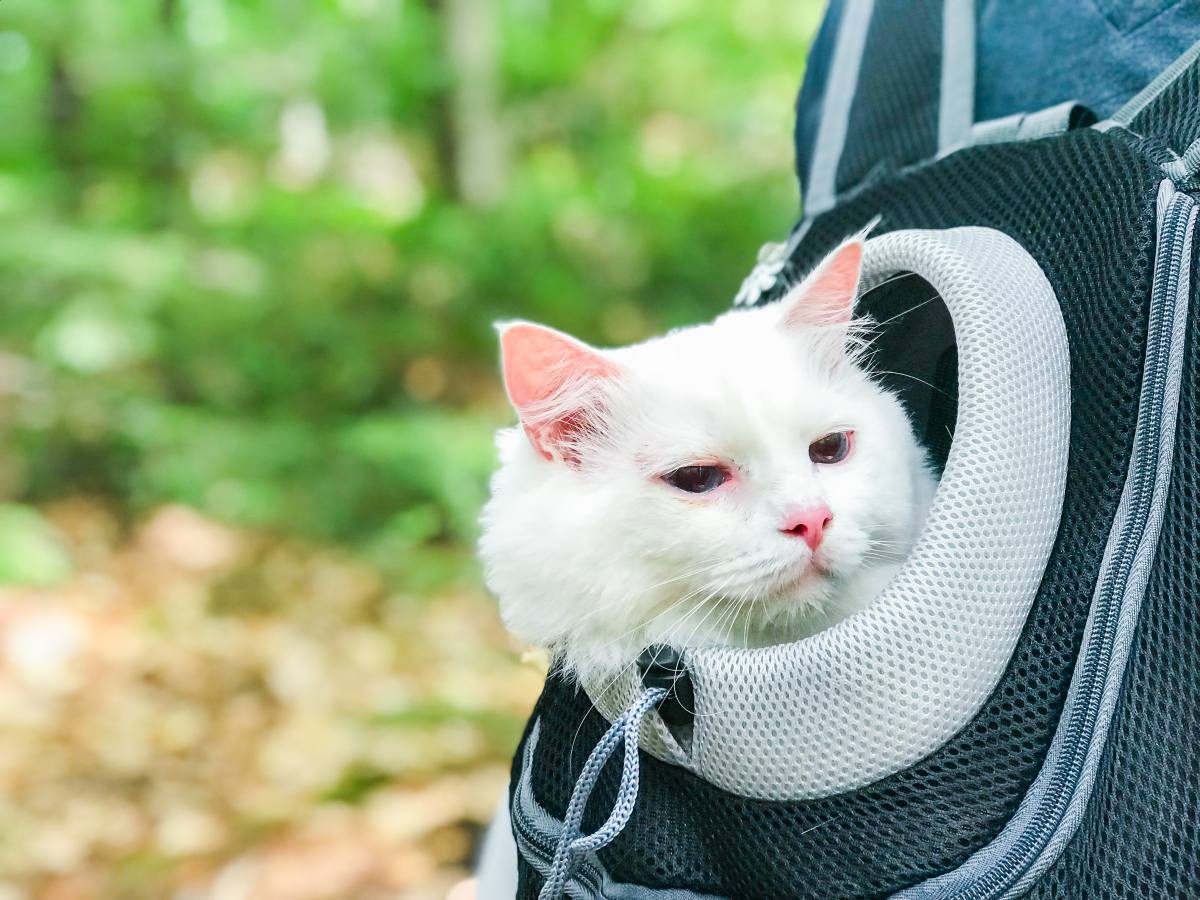 How To Travel With A Cat Incl Flying With A Cat Anna Everywhere