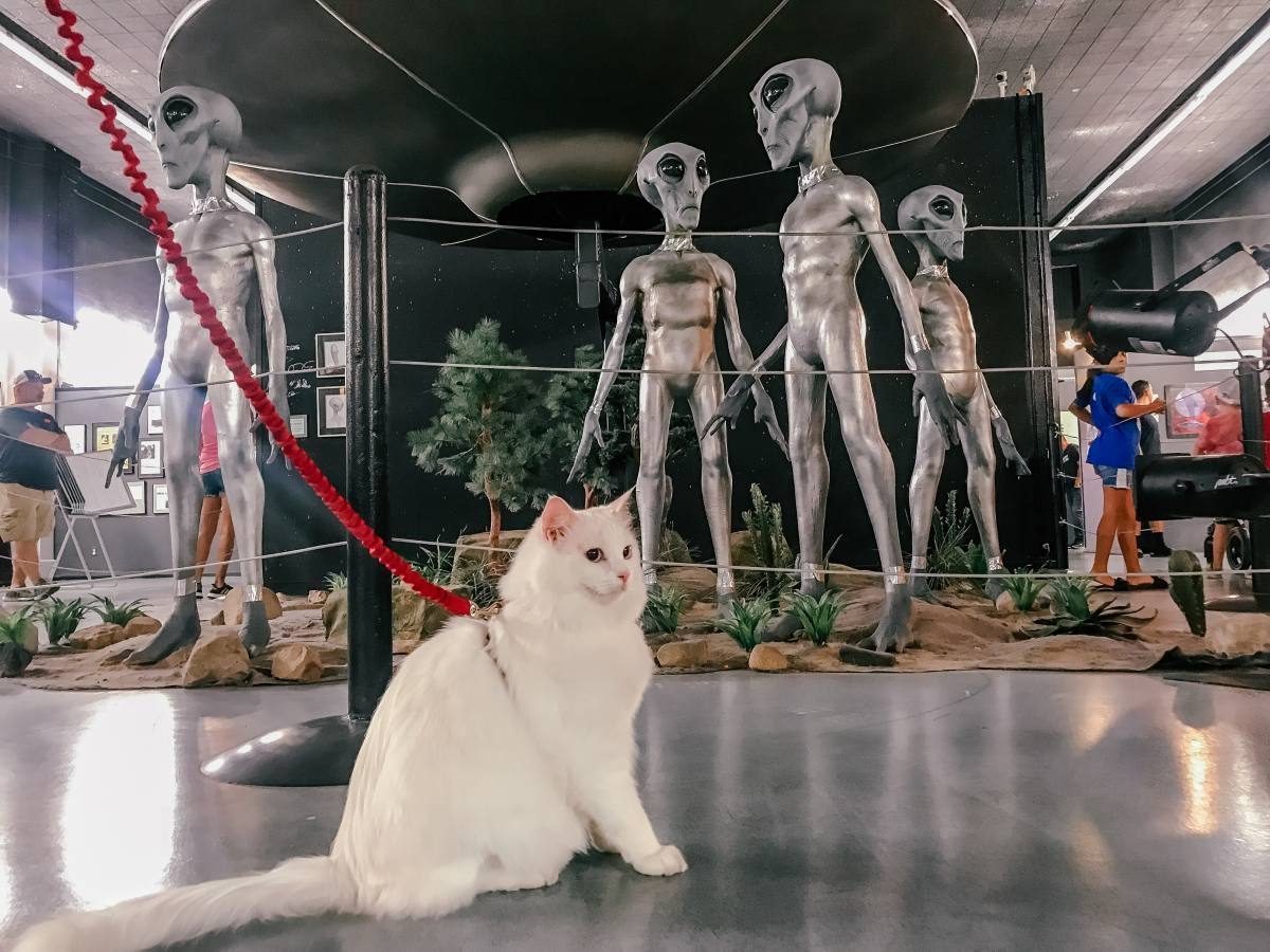 cat at UFO museum