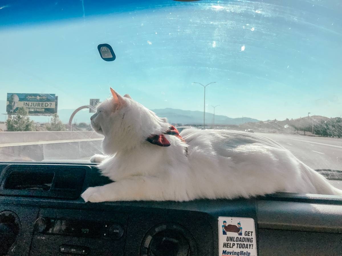 White cat on a road trip resting on a windowshield