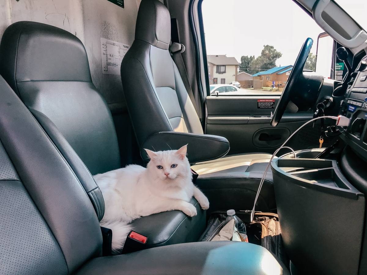 road trip with a cat