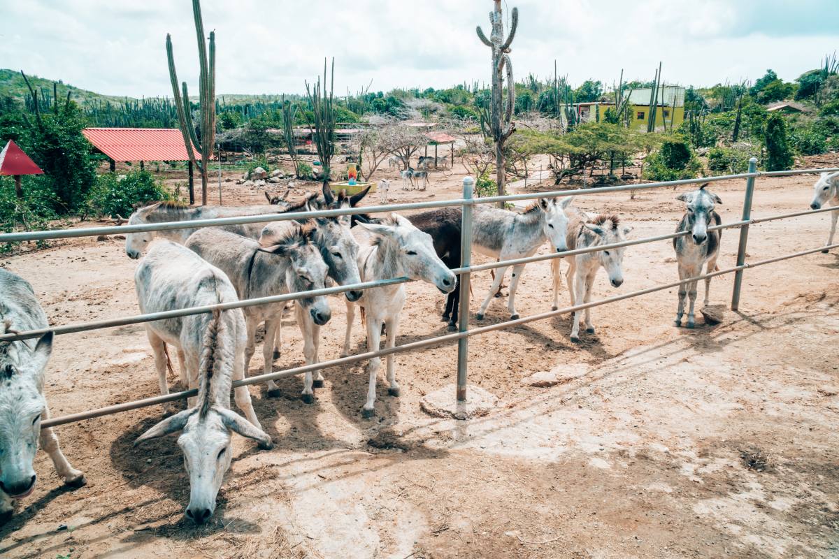 Things to Do in Aruba Beyond Beaches