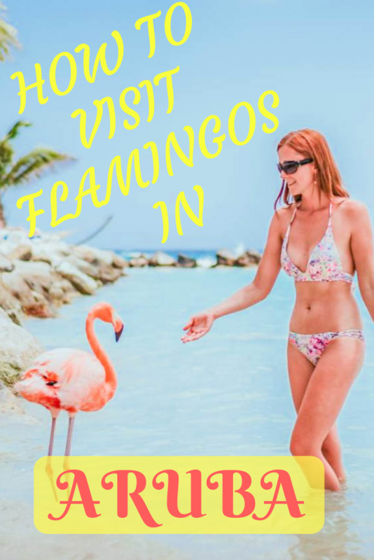 How To Visit Flamingos In Aruba Renaissance Private Island