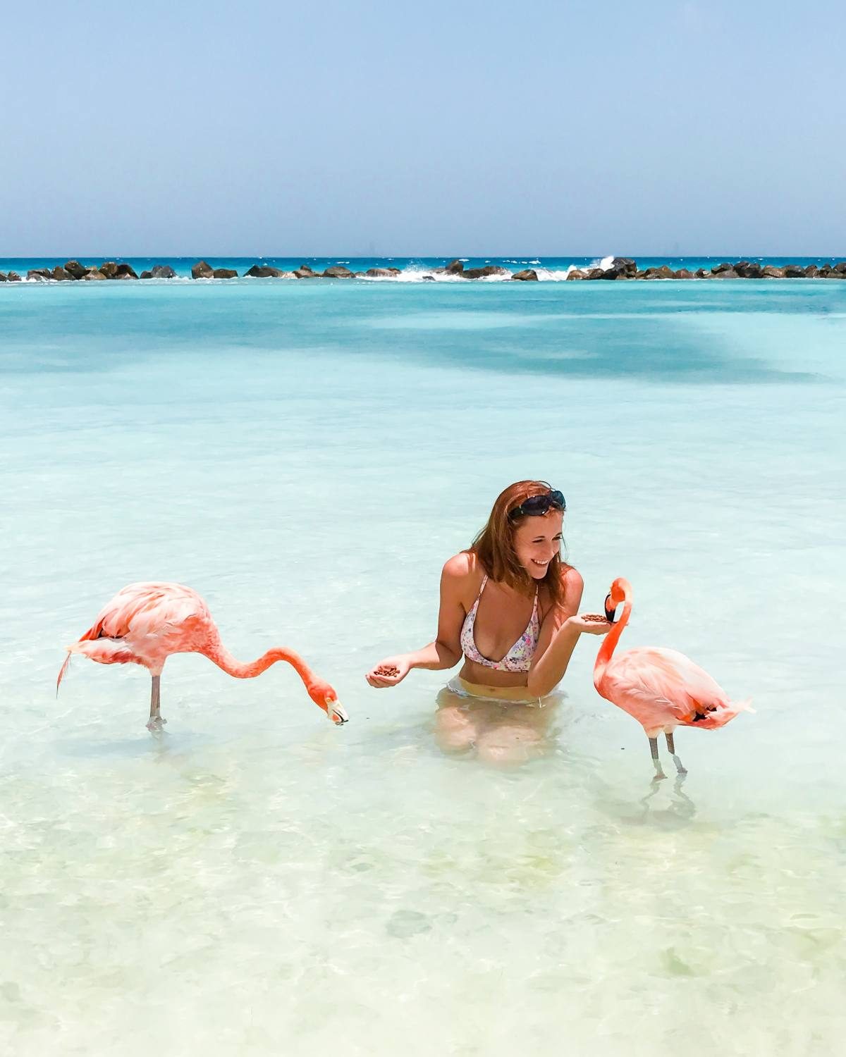 Flamingo Beach Aruba