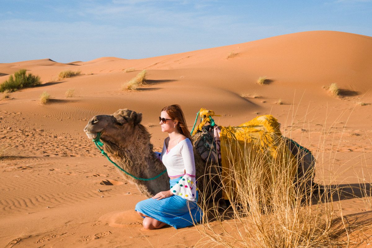 Moroccan camels