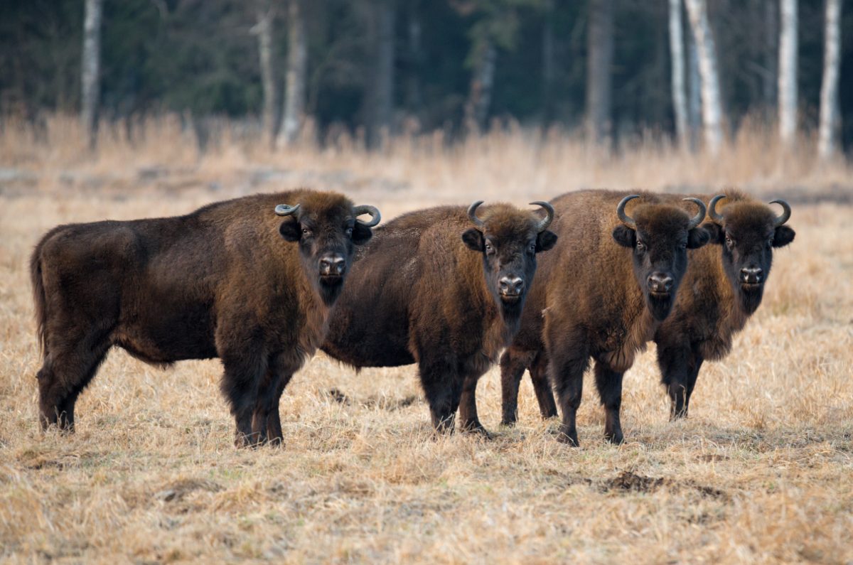 bison poland