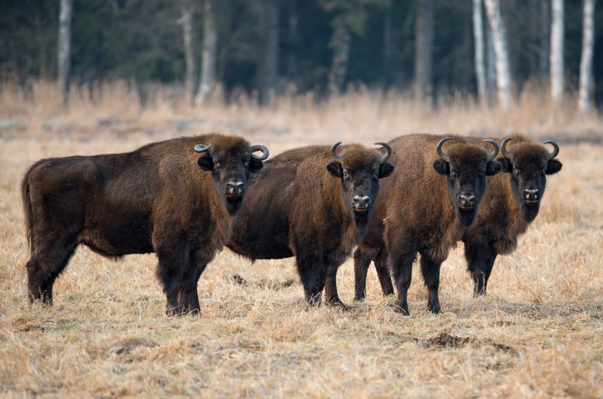 A group of European bison standing in a field, a majestic sight in the Polish wilderness.
