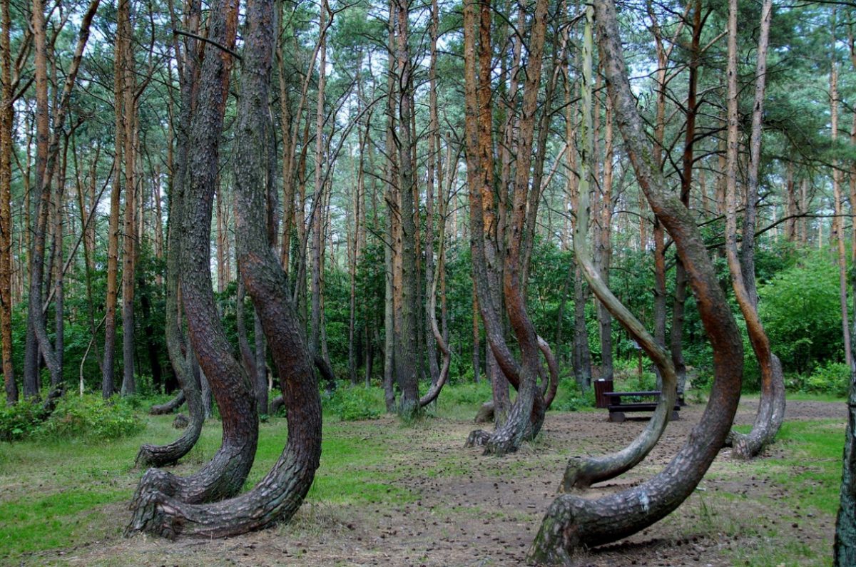Crooked Forest Poland