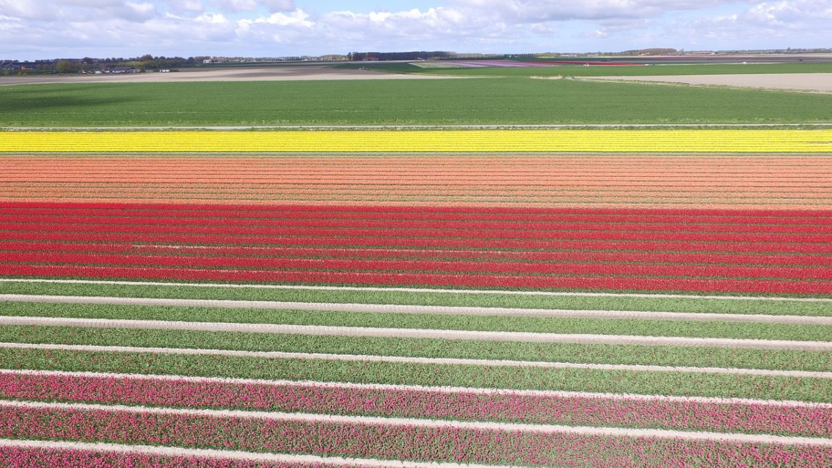 Netherlands floral fields