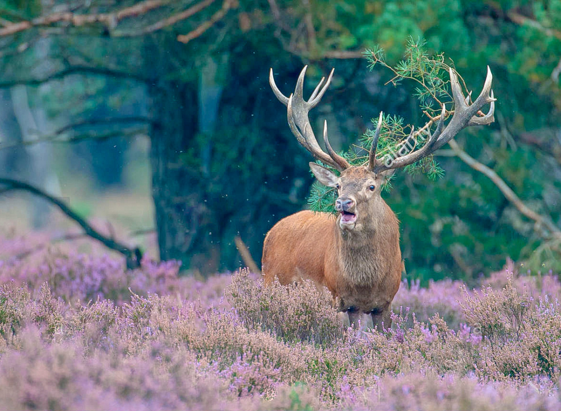 Hoge Veluwe National Park