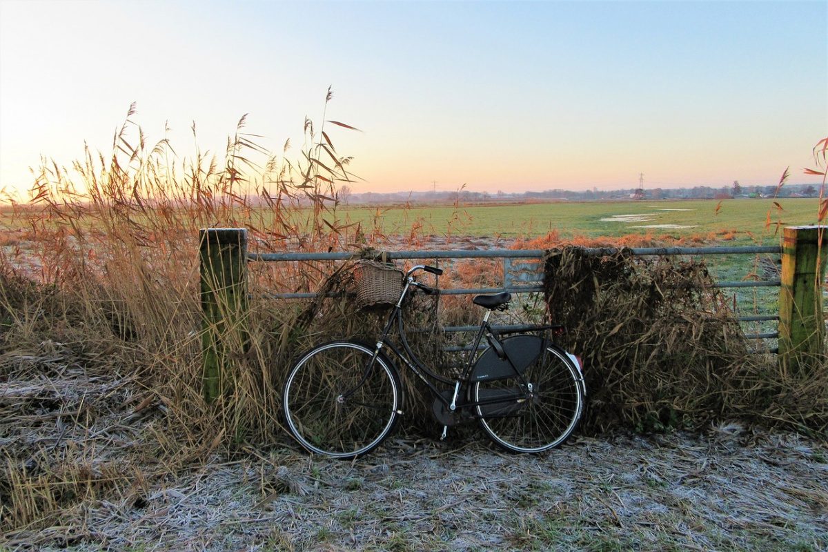 biking tulip fields