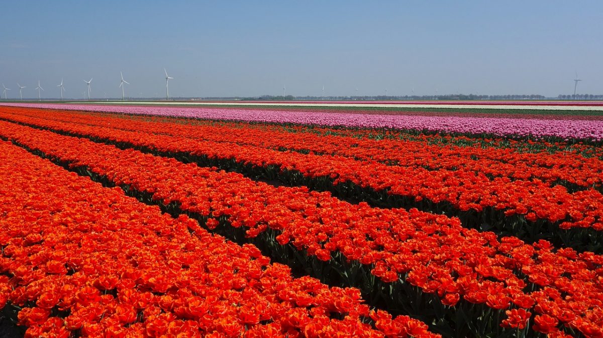 tulip fields netherlands