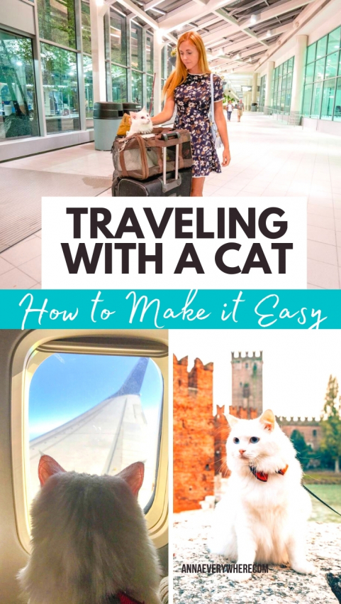 travel on plane with cat