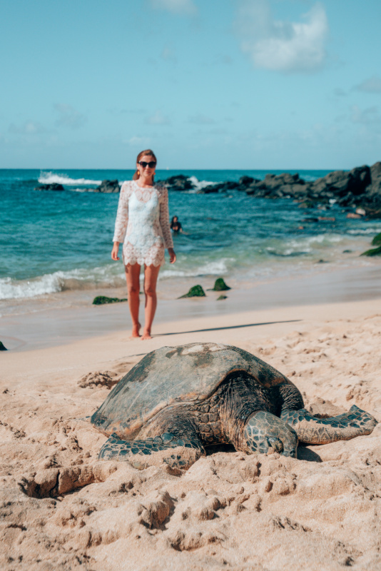 turtle beach oahu