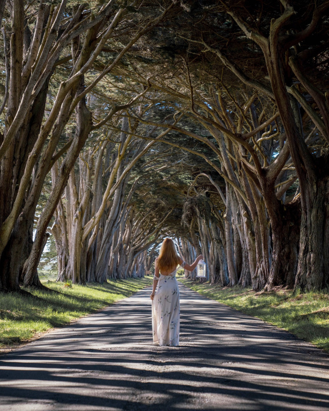 Cypress Alley California Road Trip