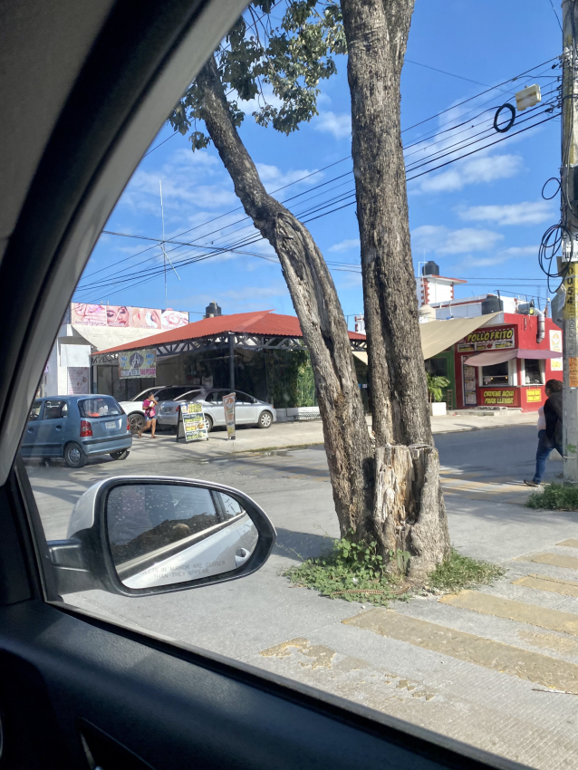 Casual glimpse of a Mexican street through a car window with a tree in the middle of the road, showcasing th weird things you might encounter while renting a car in Mexico
