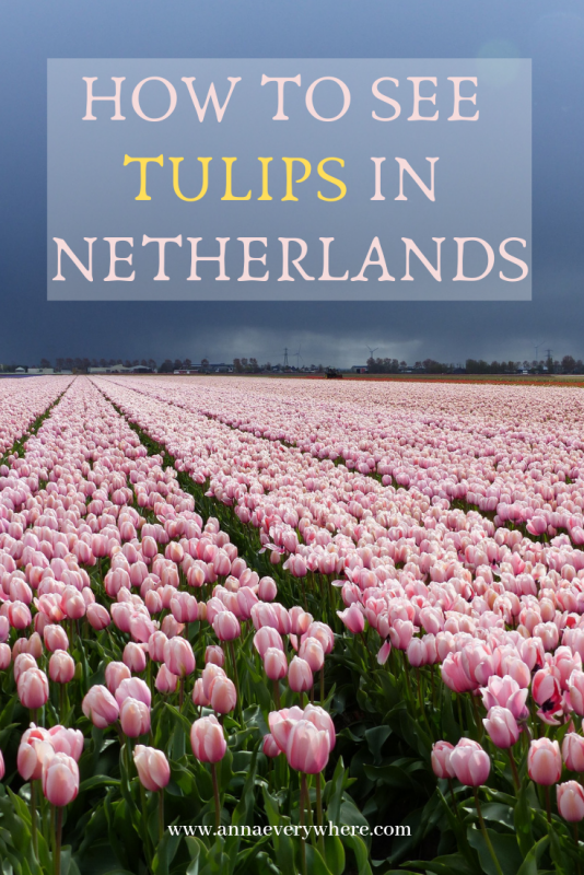 How to See Tulips in the Netherlands