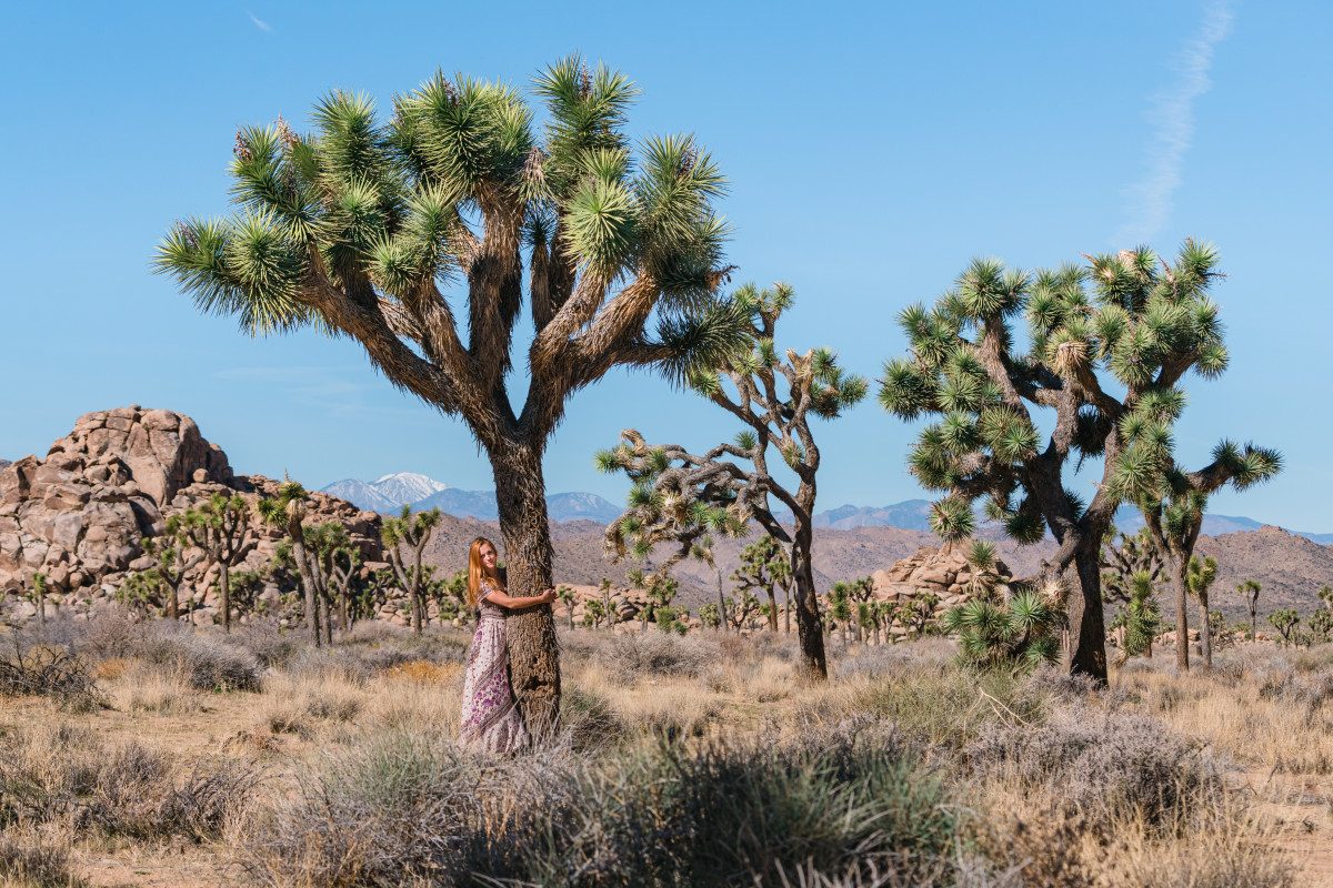 California Joshua Tree NP