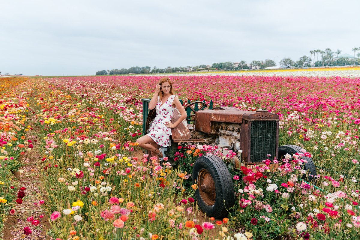 Carlsbad Flower Fields