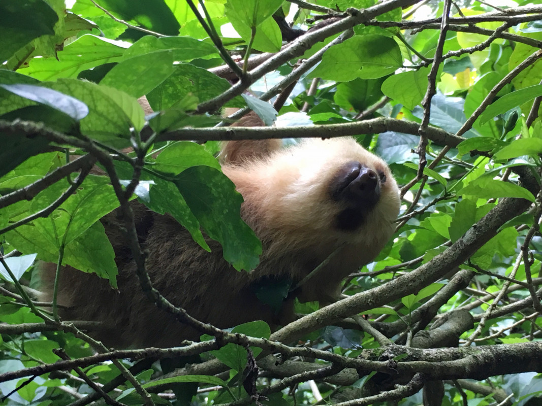 sloth costa rica