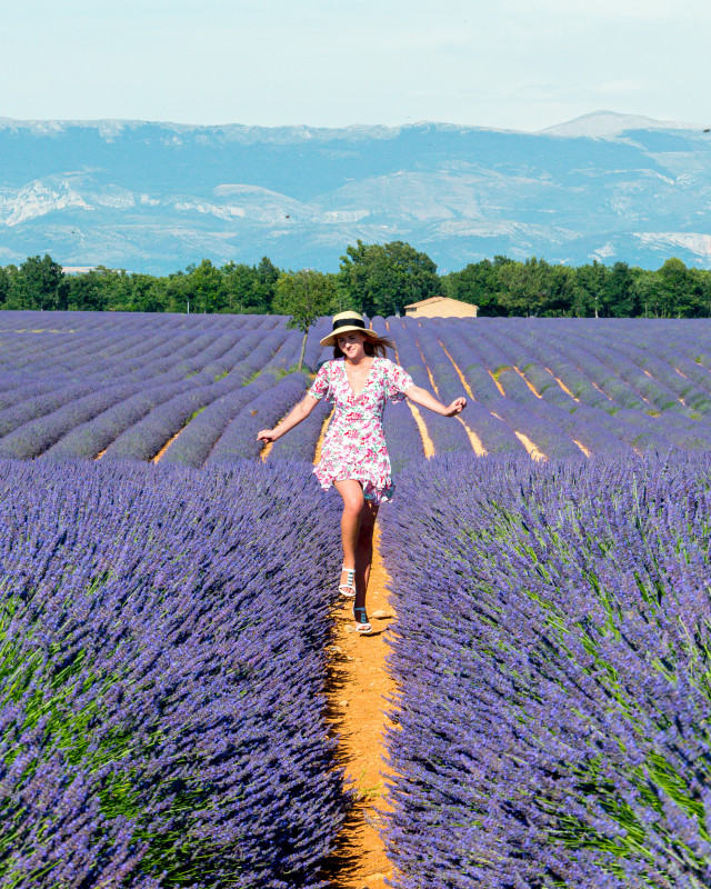 lavender fields Valensole