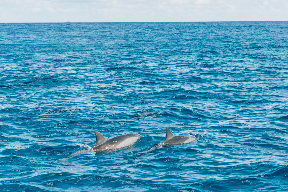 dolphins in Mauritius