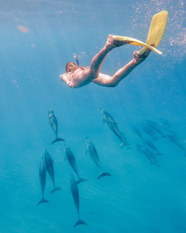 swimming with dolphins Mauritius