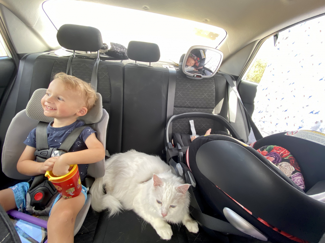 Toddler in a car seat next to a sleepy cat in a vehicle, a common scene when traveling with a toddler.
