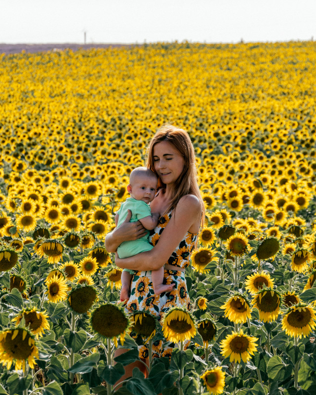 sunflower fields Valensole